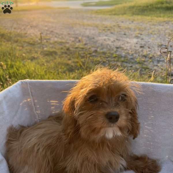 Belle, Cavapoo Puppy
