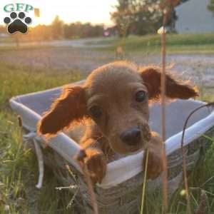 Stella, Cavapoo Puppy