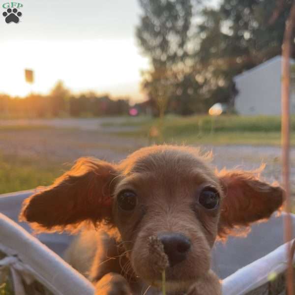 Stella, Cavapoo Puppy