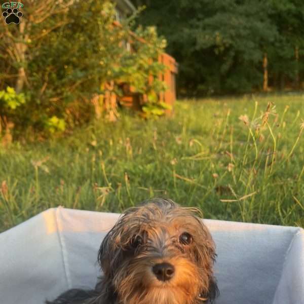Milo, Cavapoo Puppy