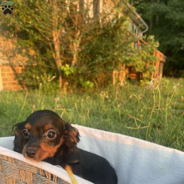Dawn, Cavapoo Puppy