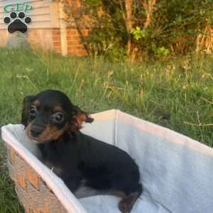 Dawn, Cavapoo Puppy