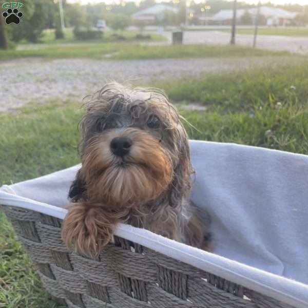 Genevieve, Cavapoo Puppy