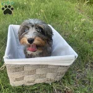 Wilson, Cavapoo Puppy