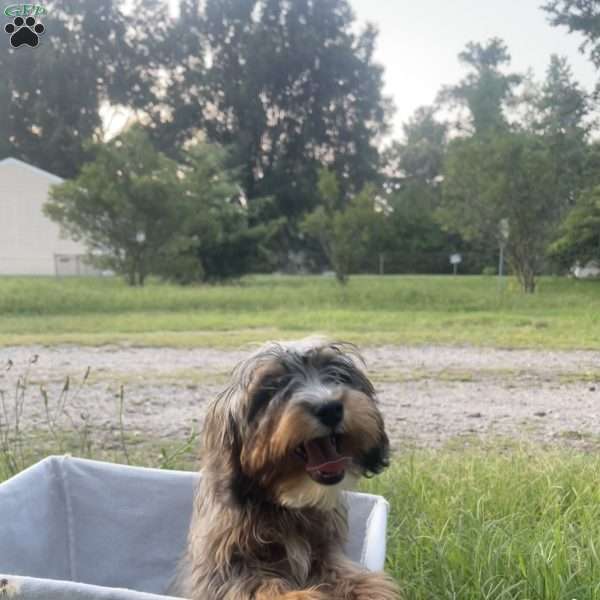 Wilson, Cavapoo Puppy