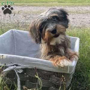 Wilson, Cavapoo Puppy