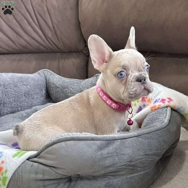 Daffodil, French Bulldog Puppy