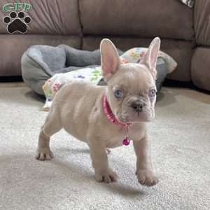 Daffodil, French Bulldog Puppy