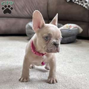 Daffodil, French Bulldog Puppy