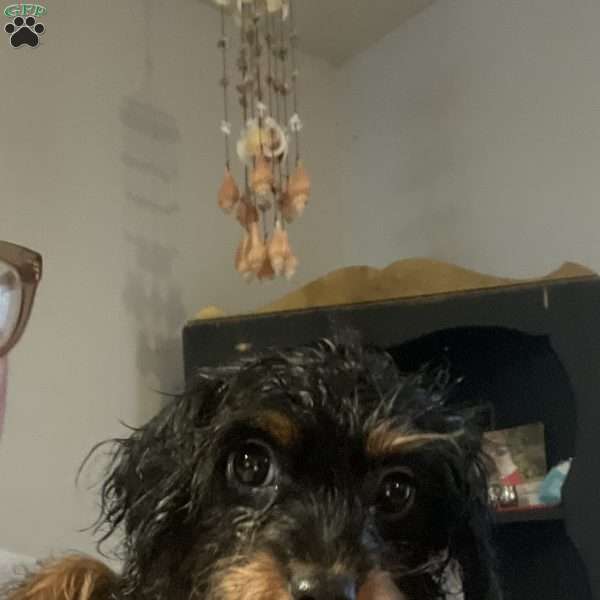Luna, Cavapoo Puppy