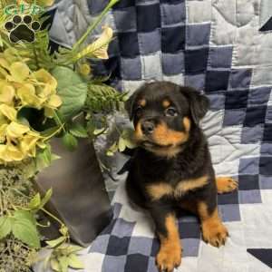 Matt, Rottweiler Puppy