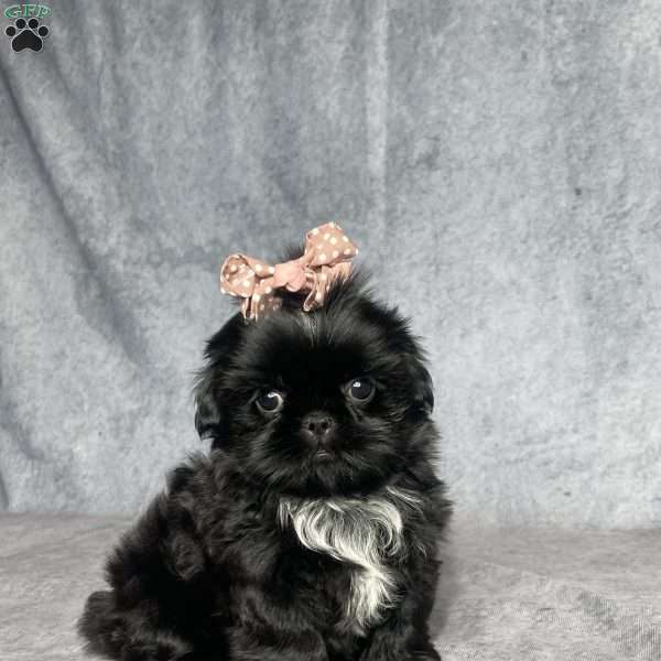 Indy, Shih Tzu Puppy