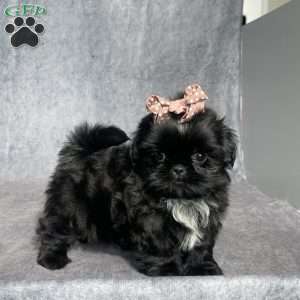 Indy, Shih Tzu Puppy