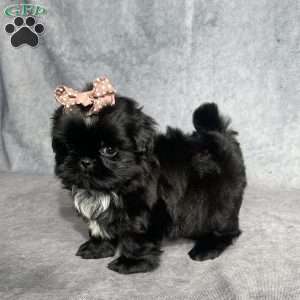 Indy, Shih Tzu Puppy