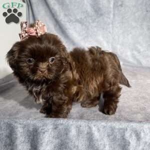 Ira, Shih Tzu Puppy