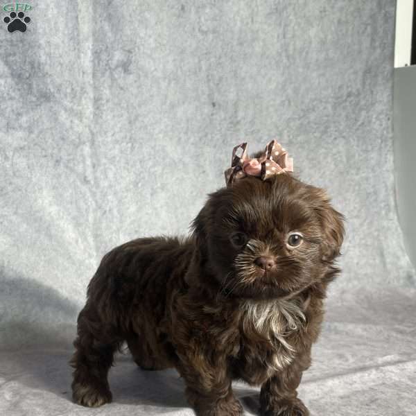 Ira, Shih Tzu Puppy