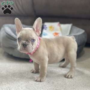 Daffodil, French Bulldog Puppy