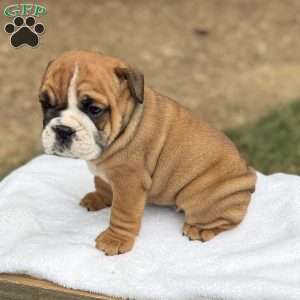 Axel, English Bulldog Puppy