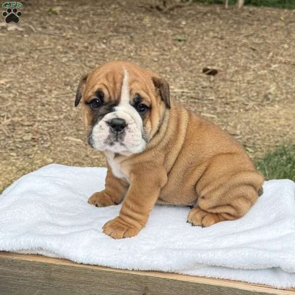 Axel, English Bulldog Puppy