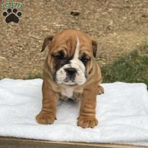 Axel, English Bulldog Puppy