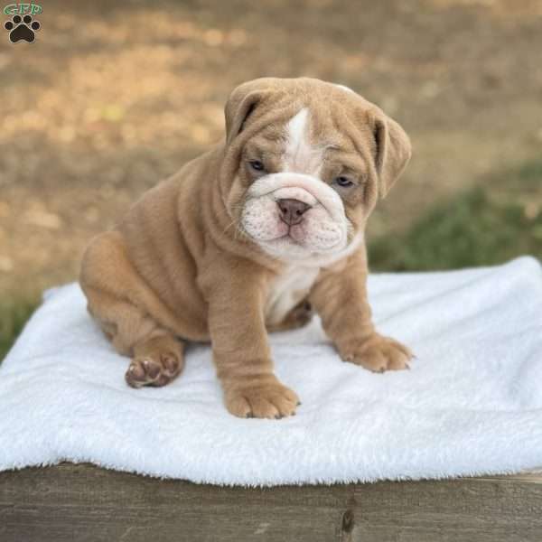 Archie, English Bulldog Puppy