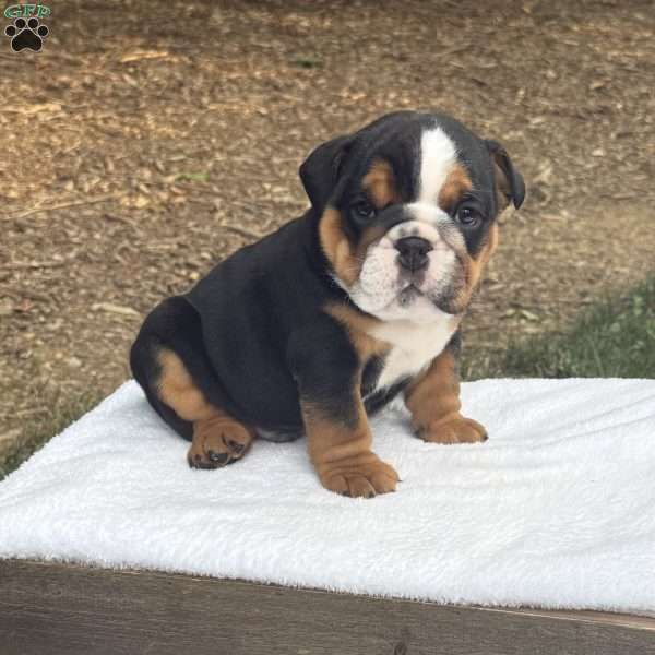 Max, English Bulldog Puppy