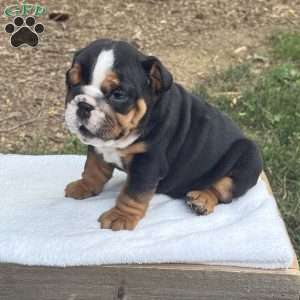 Max, English Bulldog Puppy