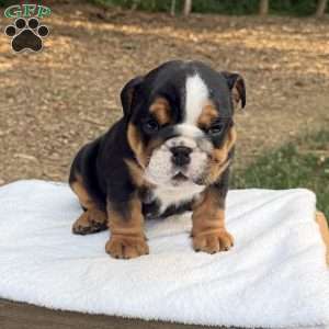 Max, English Bulldog Puppy
