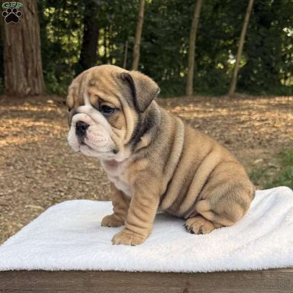 Rocky, English Bulldog Puppy