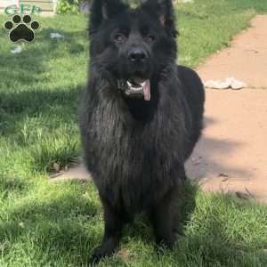Queen, German Shepherd Puppy