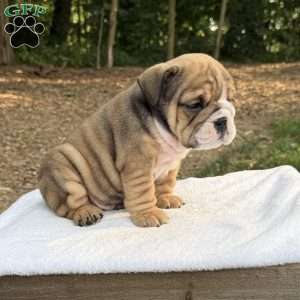 Rocky, English Bulldog Puppy