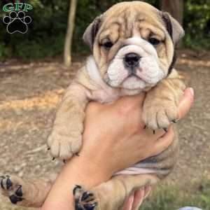 Rocky, English Bulldog Puppy