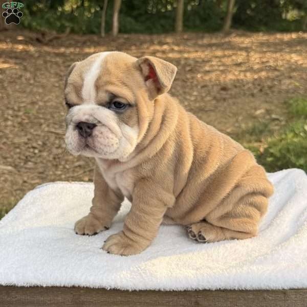 Lily, English Bulldog Puppy