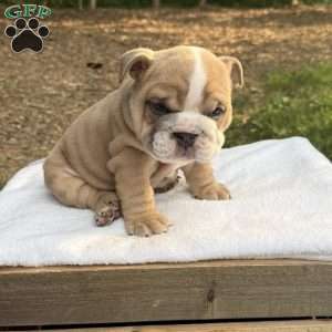 Lily, English Bulldog Puppy