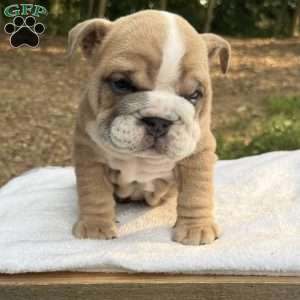 Lily, English Bulldog Puppy