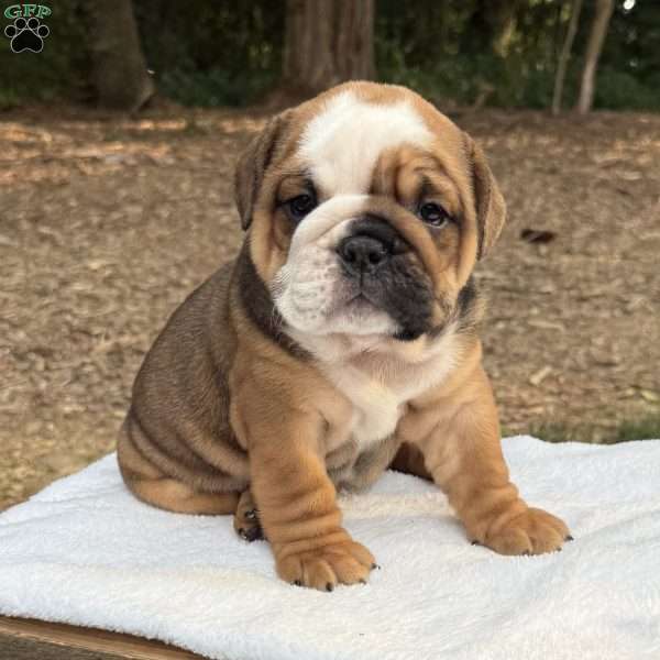 Daisy, English Bulldog Puppy