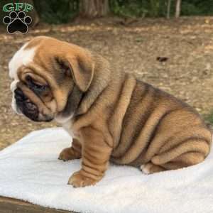 Daisy, English Bulldog Puppy