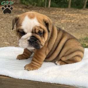 Daisy, English Bulldog Puppy