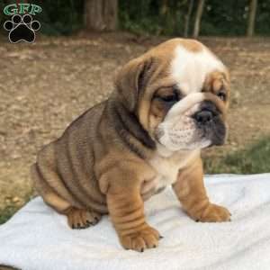 Daisy, English Bulldog Puppy