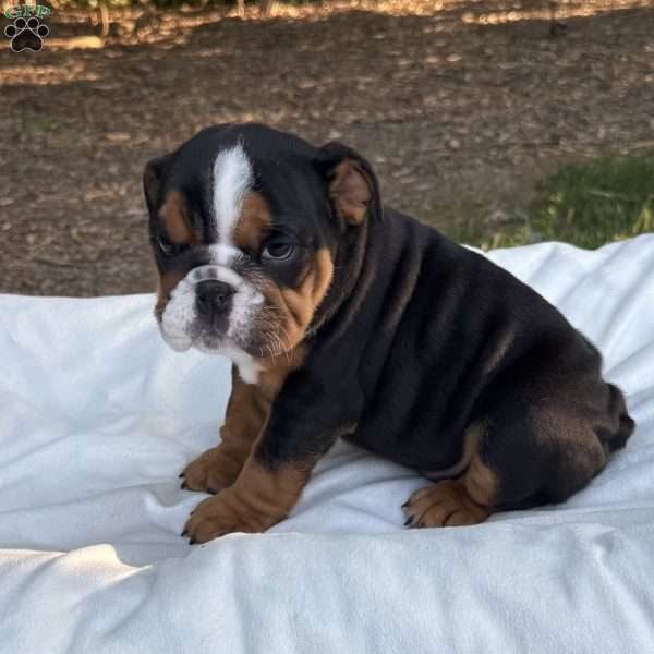 Max, English Bulldog Puppy