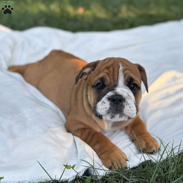 Axel, English Bulldog Puppy