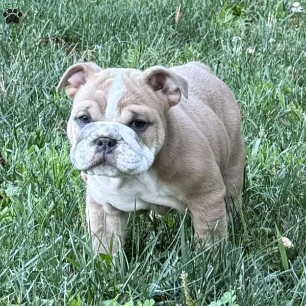 Lily, English Bulldog Puppy