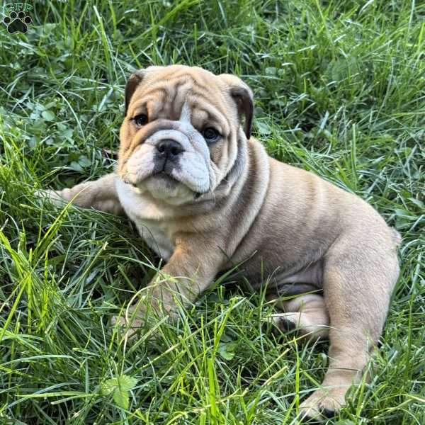 Rocky, English Bulldog Puppy