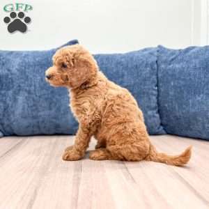 Mia, Mini Goldendoodle Puppy