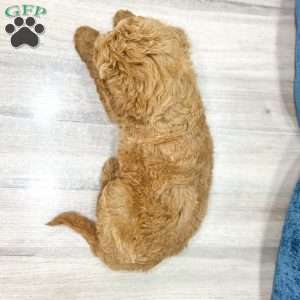 Mia, Mini Goldendoodle Puppy