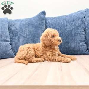 Mia, Mini Goldendoodle Puppy