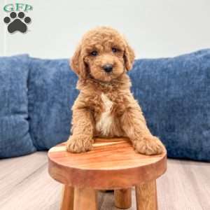 Mia, Mini Goldendoodle Puppy