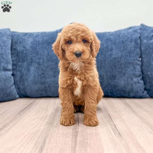 Mia, Mini Goldendoodle Puppy