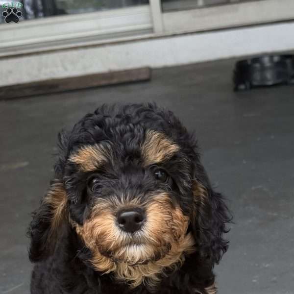 Vicky, Cavapoo Puppy