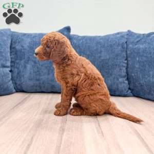 Grady, Mini Goldendoodle Puppy